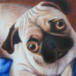 Oil painting: Pippa